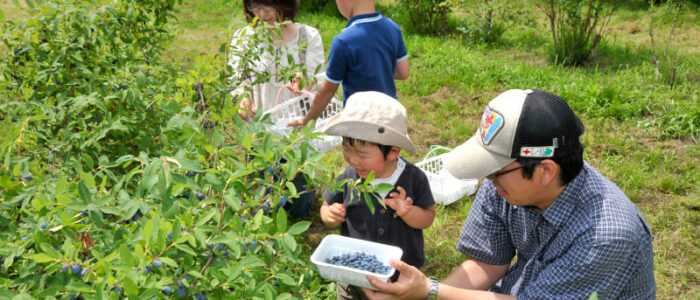日本一の厚真町で『ハスカップ狩り』